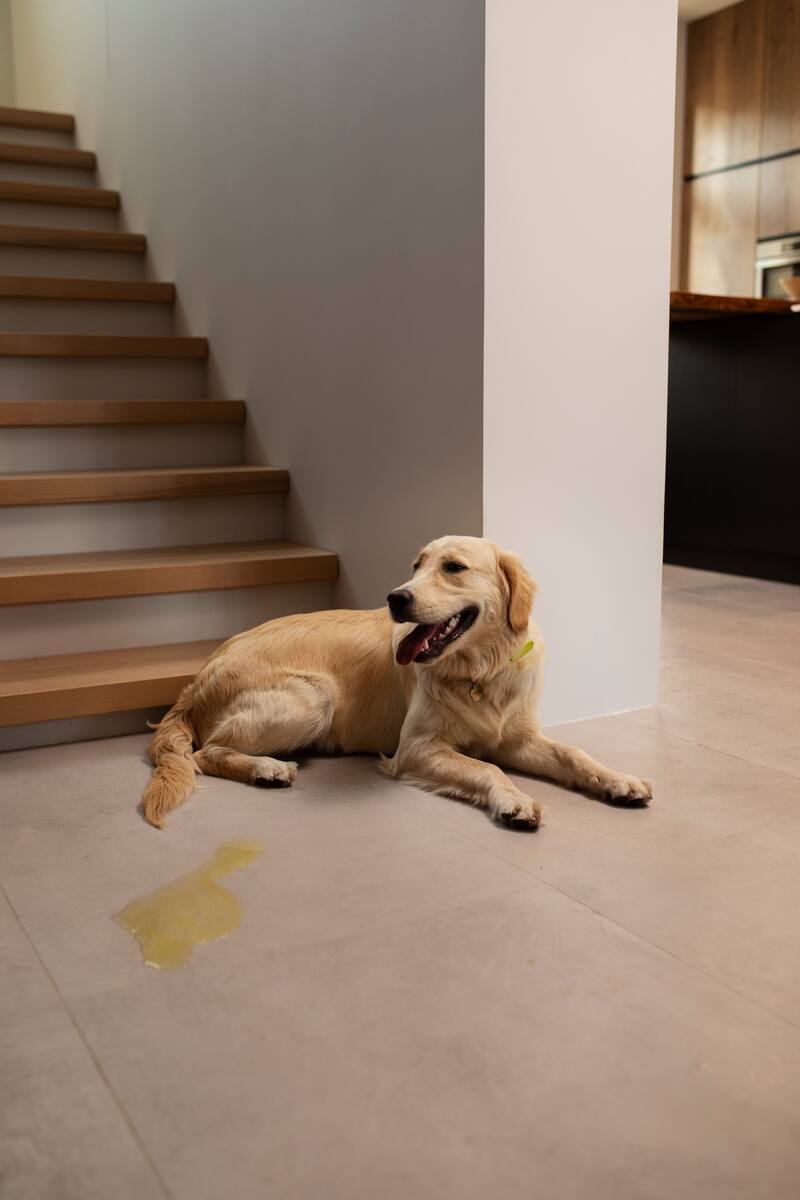 Con esta receta casera puedes evitar accidentes de tu mascota (Foto: Freepik).