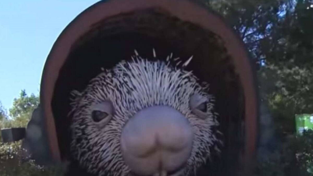 VIDEO | ¿Posible Record Guinness?: Construyen puercoespín gigante de casi 12 metros de diámetro