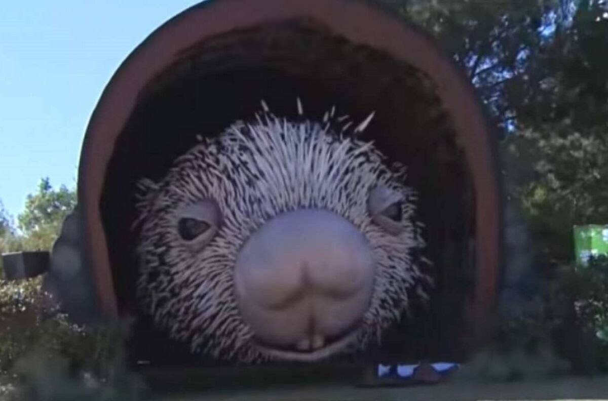 VIDEO | ¿Posible Record Guinness?: Construyen puercoespín gigante de casi 12 metros de diámetro