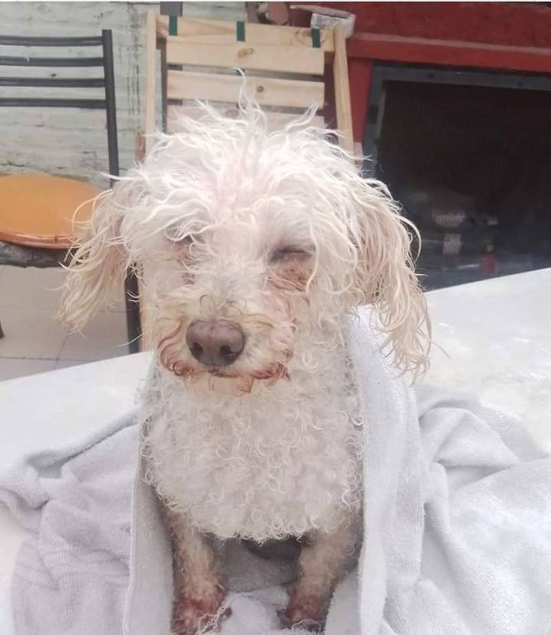 La mascota falleció a los 16 años.