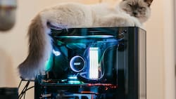 ¡Miaw! Estos juegos basados en gatos serán lanzados durante los últimos días de febrero