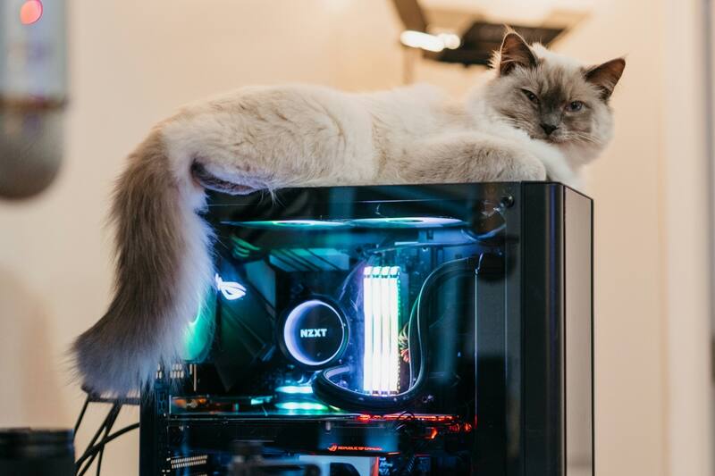 ¡Febrero también es el mes de los gatos para los gamers!