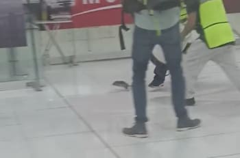 VIDEO | Rata gigante causa terror en el Aeropuerto de Ciudad de México