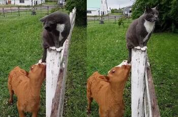 VIDEO | ¿Tendrá hambre? Becerro se hace viral por "tratar de amamantar" a través de la cola de un gato