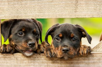 Día Mundial de la Adopción: Consejos antes de traer un cachorro a tu casa