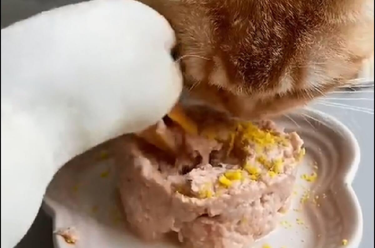 VIDEO | ¡Se lo comió todo!: Gatito come tranquilamente hasta que es interrumpido por un alocado pato