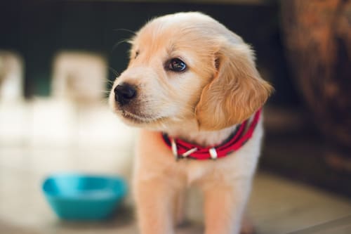 Según los consejos de la IA, es mejor evitar estos nombres en perros.