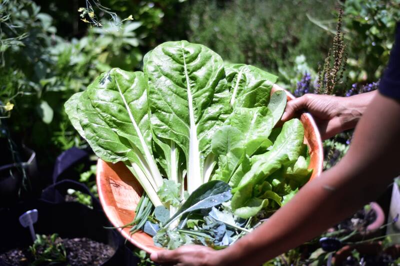 Conoce los diferentes beneficios que tiene este alimento en tu salud.