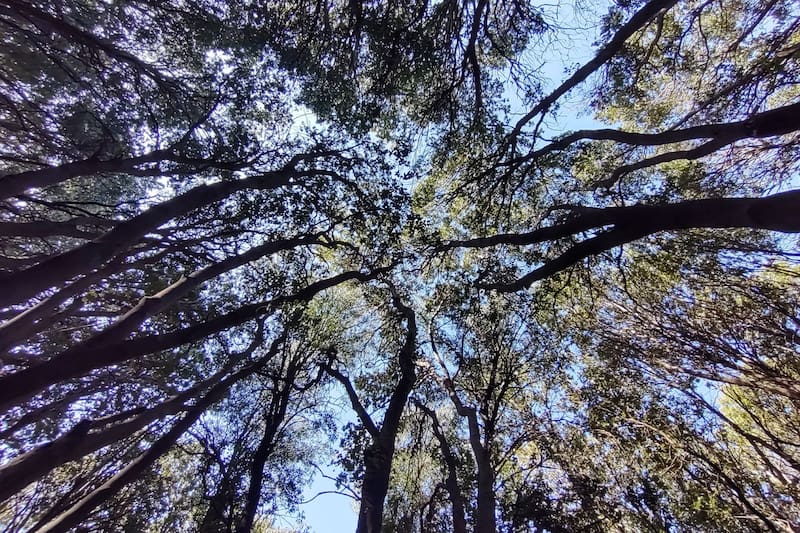 El lugar es hogar permanente de cientos de árboles milenarios de especies nativas. Créditos: Andeshandbook.