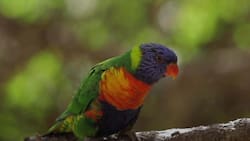 ¡Ideal para este fin de semana! Así es el Parque Tricao: A una hora y media de Santiago y con más de 50 especies de aves