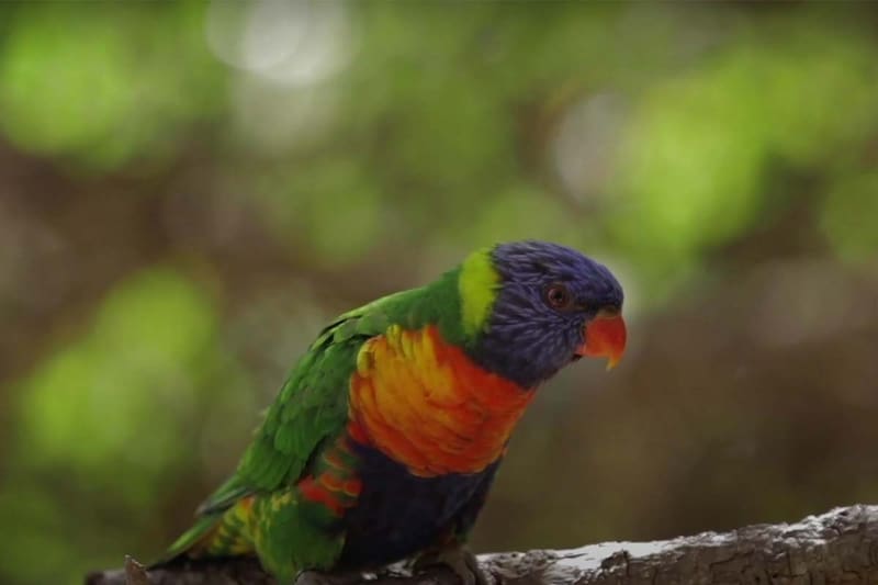 Hay más de 800 ejemplares. Créditos: Captura YouTube