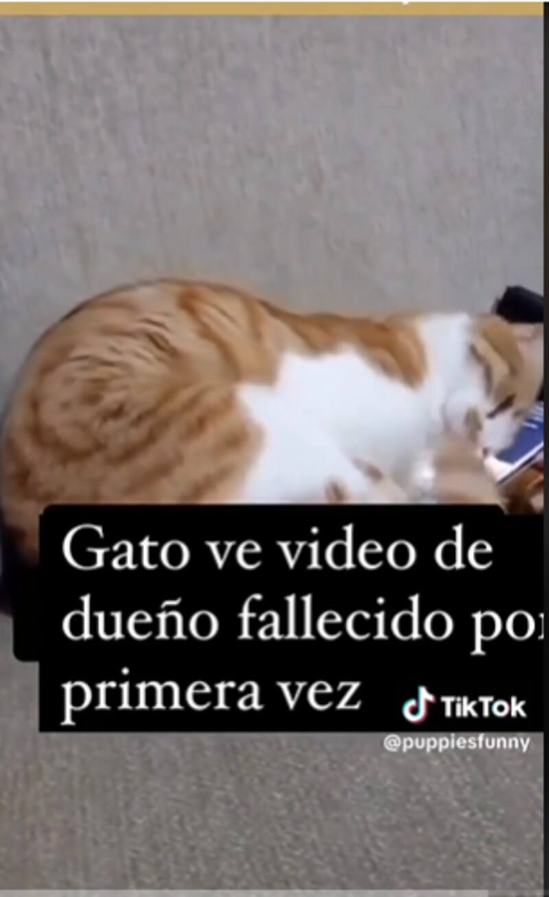 Este gatito enterneció por su tierna reacción.