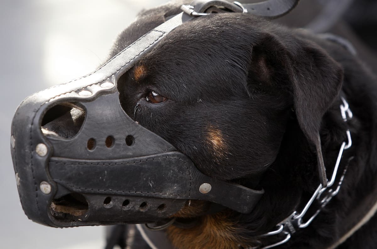 Grupo de perros rottweiler atacó a niño de 8 años: tuvo que ser operado de urgencia