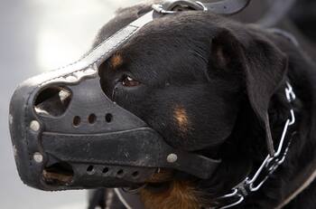 Grupo de perros rottweiler atacó a niño de 8 años: tuvo que ser operado de urgencia