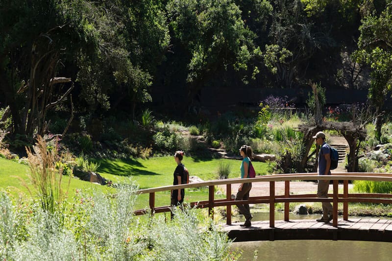 Recorrido a pie rodeado de puentes, flora y fauna típica del lugar. Créditos: Parque Tricao.