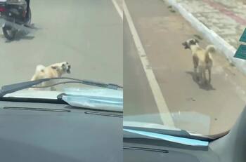 VIDEO | Perro persigue ambulancia que trasladaba a su dueño en Brasil