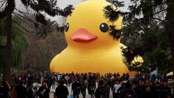 Festival Hecho en Casa: dónde ver al pato de hule gigante y hasta cuándo está en la Región Metropolitana