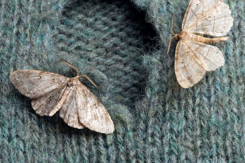 Así puedes evitarlas en tu ropa o en tu hogar,