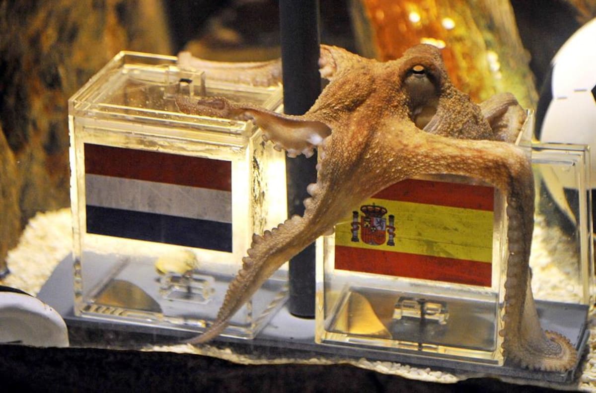 Imitado, pero nunca superado: Se cumplen diez años sin el Pulpo Paul