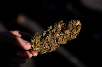 ¿La marihuana reduce el contagio de COVID-19? Esto dice la ciencia al respecto