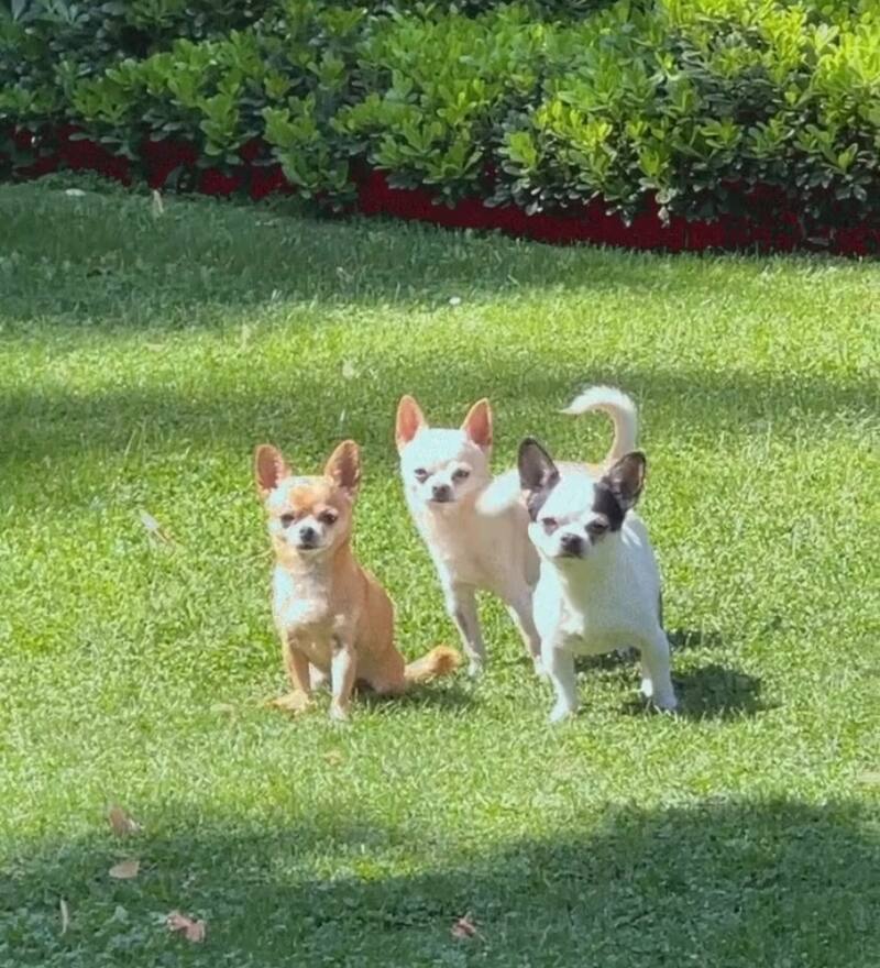 Mota, Mucca y Matta son los perros de la influencer / Instagram