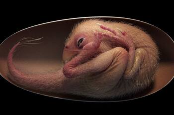 Encuentran un embrión de dinosaurio perfectamente preservado de 66 millones de años