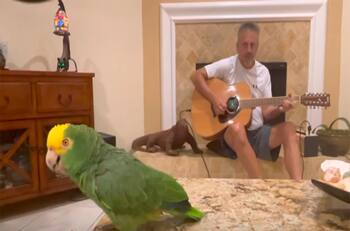 Loro que canta rock junto a su dueño es viral en Internet