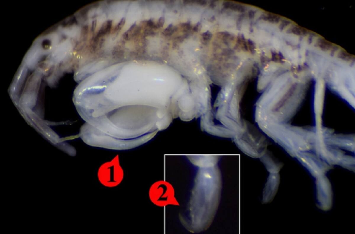 Investigadores chilenos descubren nueva especie de crustáceo gracias a un paté defectuoso