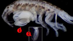 Investigadores chilenos descubren nueva especie de crustáceo gracias a un paté defectuoso