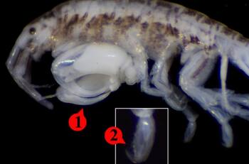Investigadores chilenos descubren nueva especie de crustáceo gracias a un paté defectuoso