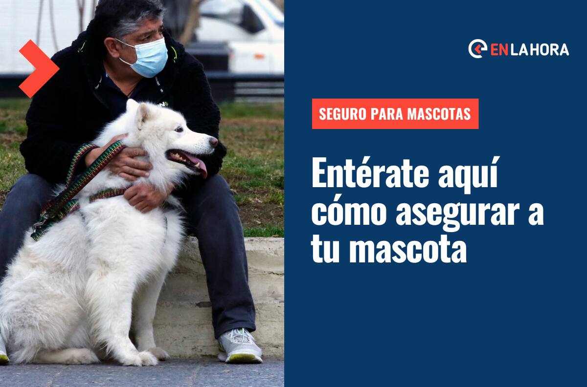 Seguro para Mascotas: ¿Dónde puedo conseguirlo, qué cubren y qué requisitos debe cumplir tu perro o gato?