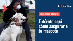 Seguro para Mascotas: ¿Dónde puedo conseguirlo, qué cubren y qué requisitos debe cumplir tu perro o gato?