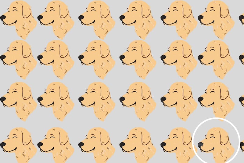 Aquí se encontraba la mosca oculta entre los perritos.