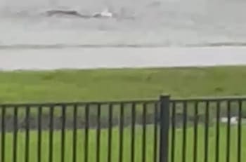 VIDEO | Huracán "Ian" dejó a un tiburón nadando en medio de la calle en Fort Myers