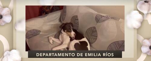 Una de las mascotas de la alcaldesa de Ñuñoa. Créditos: CHV.