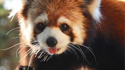 Buinzoo tiene entradas con el 30% de descuento hasta el próximo fin de semana