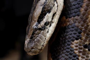 Tenía más de 100 serpientes: hombre fue encontrado muerto en su casa en Estados Unidos