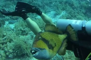 VIDEO | Captan el momento en que pez ballesta de dientes humanos muerde a un buzo