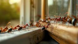 Ni químicos ni insecticidas: 3 trucos caseros para eliminar hormigas y arañas en verano