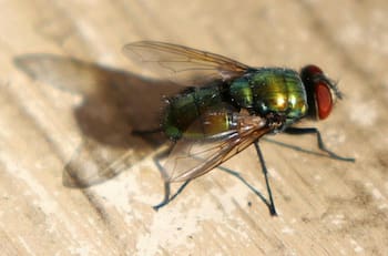 Tres trucos sencillos para espantar las moscas sin usar vinagre ni químicos