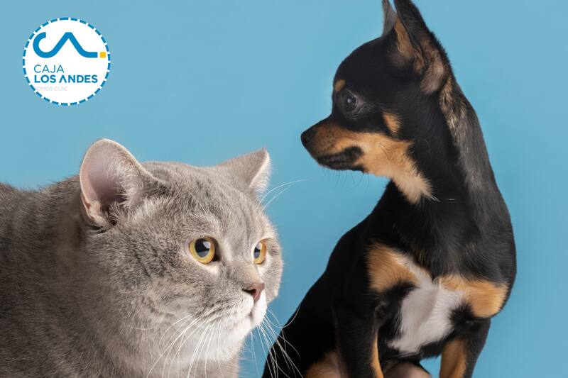 Aprovecha y regalonea a tu mejor amigo con este beneficio.