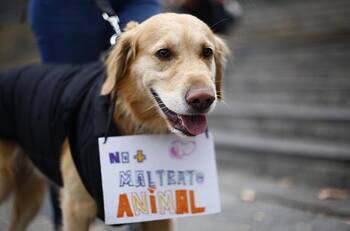 Denuncian faenamiento de perros y gatos en Pedro Aguirre Cerda: Municipio presentó querella por maltrato animal