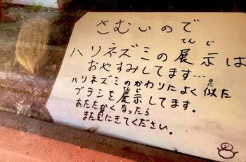 ¿Cómo? Zoológico japonés cambia erizo de tierra por un cepillo de madera