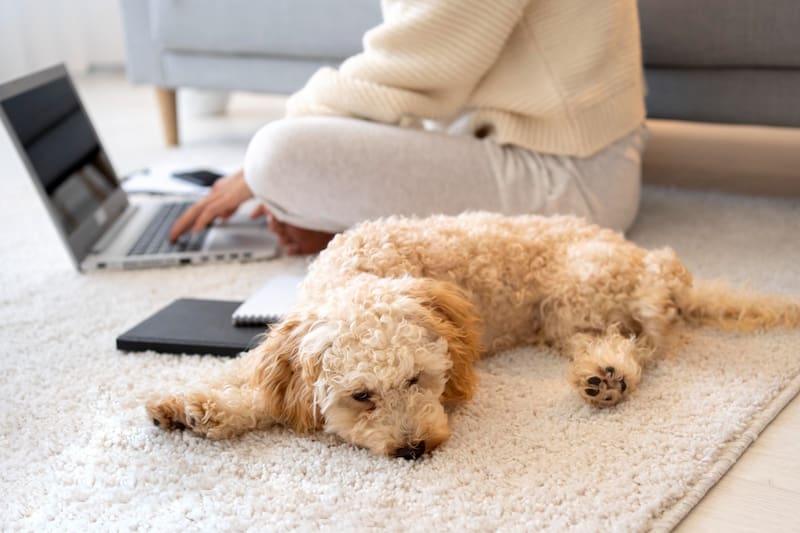 La presencia de los animales puede acumular bacterias y provocar malos aromas.
Foto: Freepik