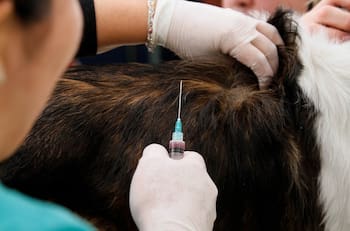 Lindorfo por vacunación en Calama con fórmulas para perro: "Hay una irresponsabilidad enorme del veterinario"