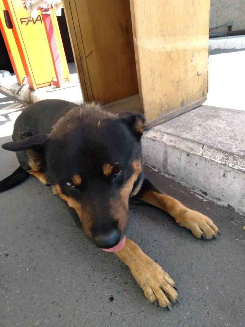 Sebastián Jiménez pide ayuda para encontrar hogar a perrito accidentado.