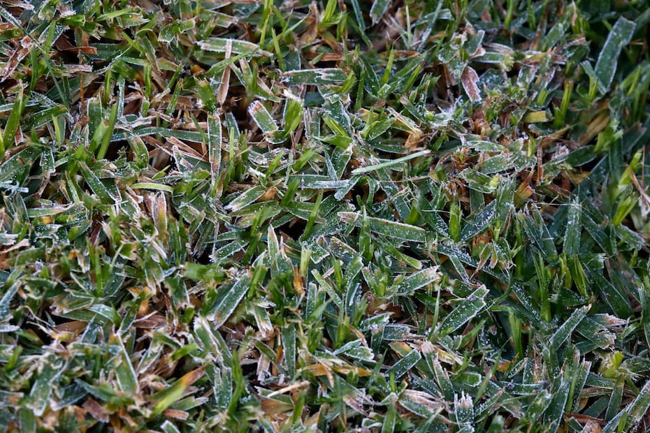 Fueron pronosticadas heladas en la zona para el jueves.