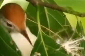 VIDEO | ¿Necesitan armar su casa? Este pájaro se volvió viral por armar su nido con su pico