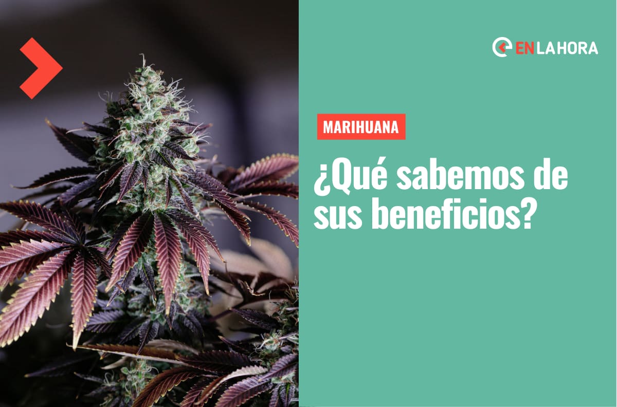 Propiedades de la marihuana: ¿Qué sabemos de los beneficios de la cannabis?