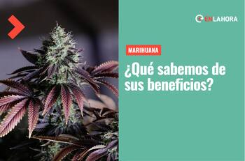 Propiedades de la marihuana: ¿Qué sabemos de los beneficios de la cannabis?